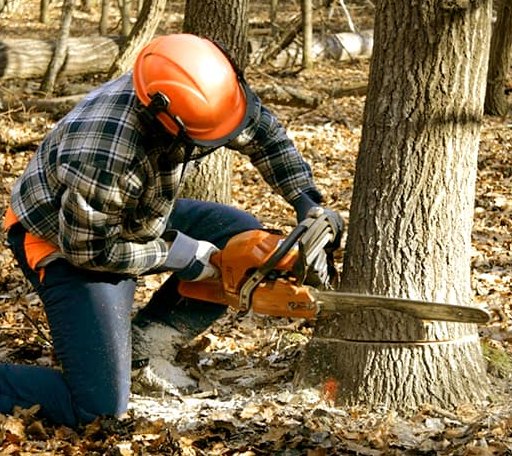 Tree Removal in Linn, KS
